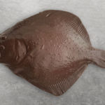 Schokoladenform Steinbutt
